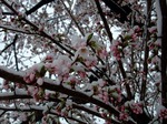 桜３分咲き？と雪景色